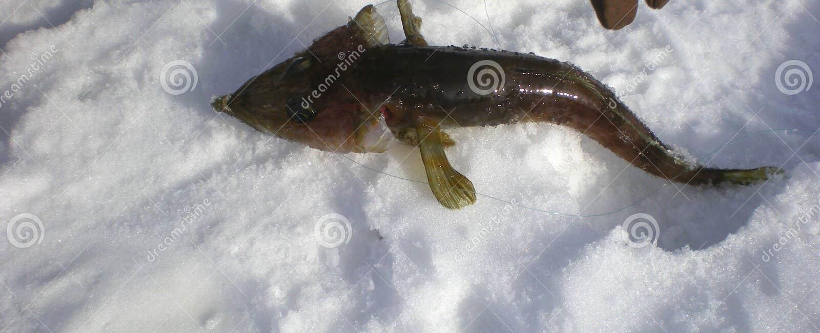 In antarctica there is a unique group of fish called ice fish these have no red pigment hemoglobin in their blood to carry oxygen around