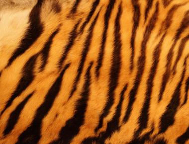 A tiger s skin also has stripes