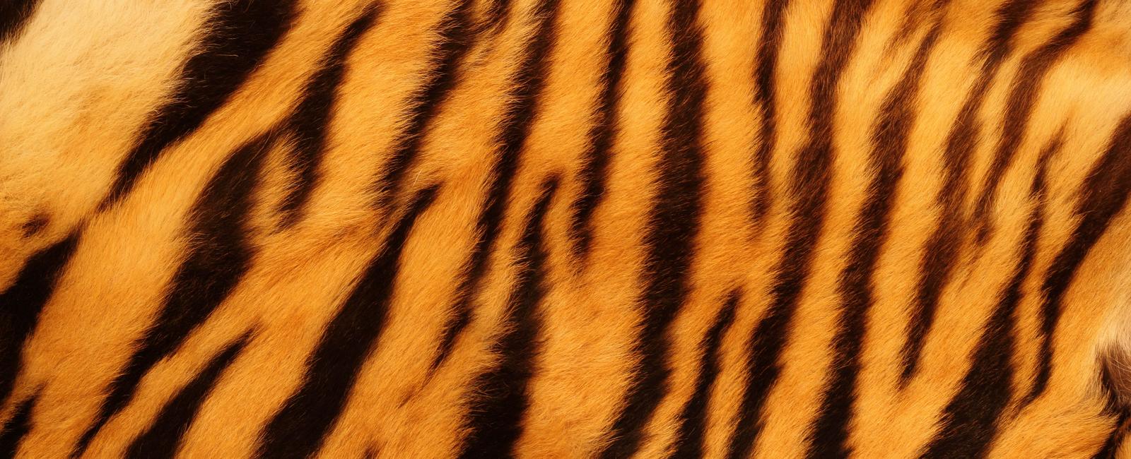 A tiger s skin also has stripes