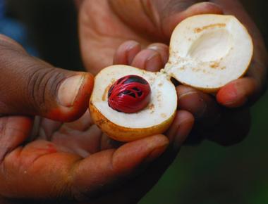 When taken in large doses nutmeg works as a hallucinogen