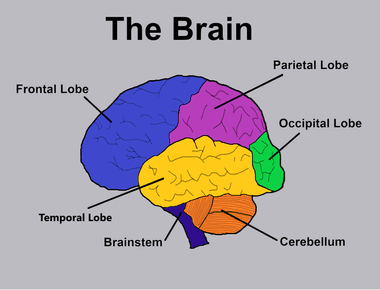 When you learn you change the structure of your brain