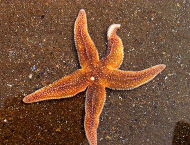 Starfish have no brains