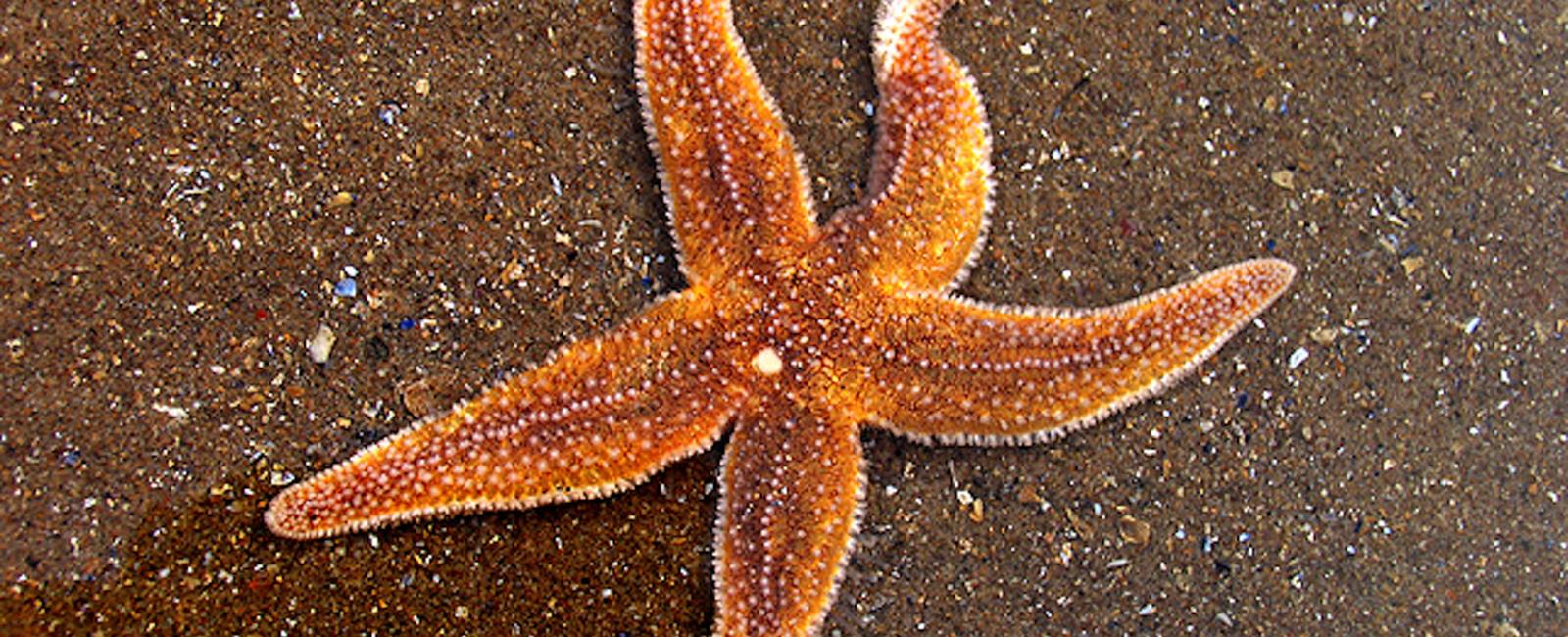 Starfish have no brains