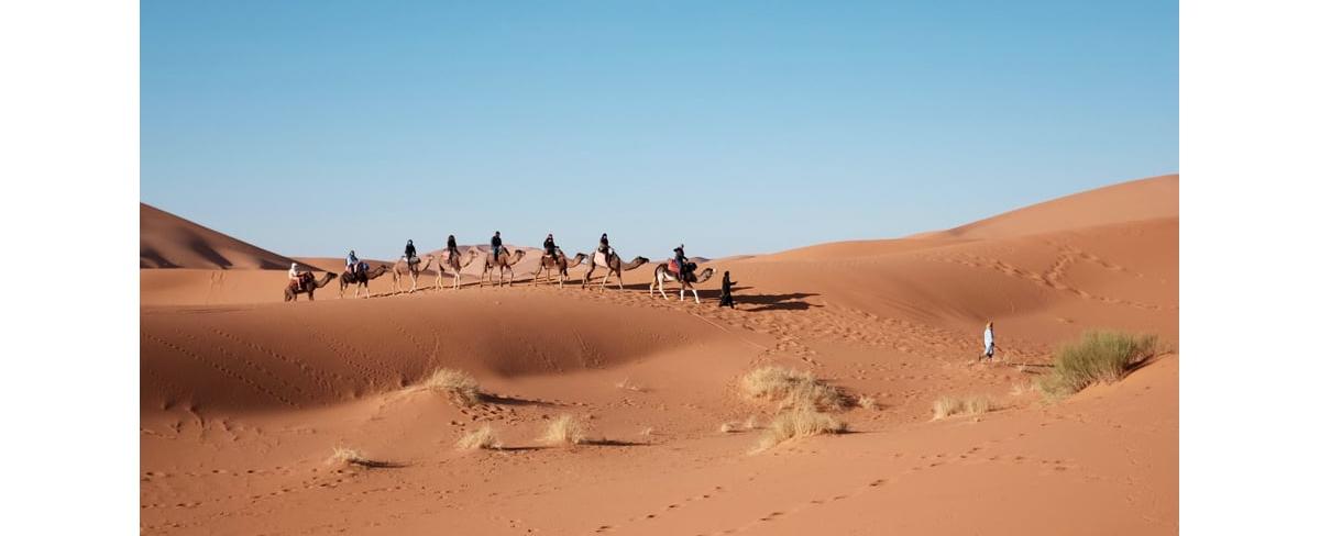 Saudi arabia imports sand and camels from australia