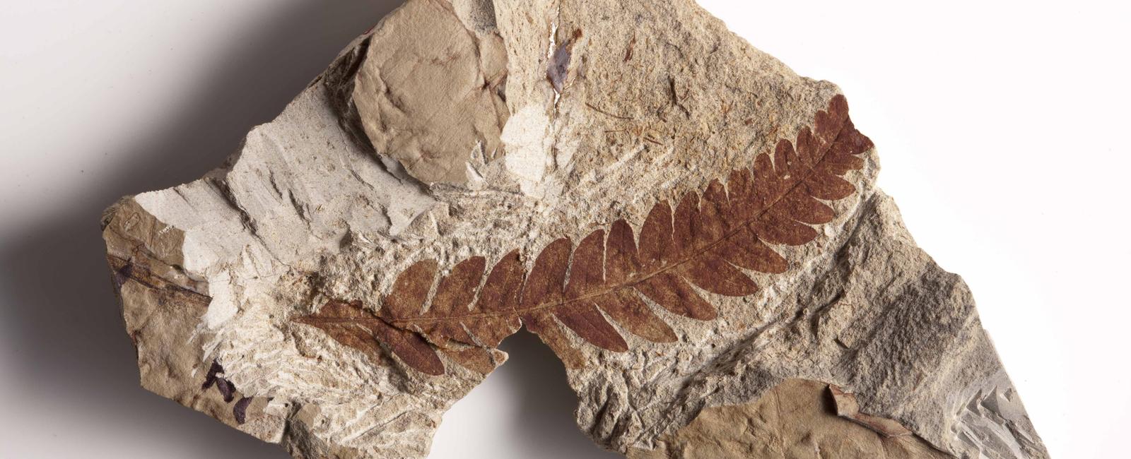 Scientists have found fossilized plants about a mile under the ice sheets of greenland the leaves moss and twigs have stayed frozen for at least the last million years