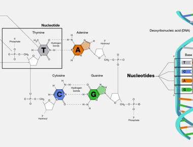 While dna has all the data that makes up every organism it only has 4 nucleotides building blocks adenine cytosine guanine and thymine