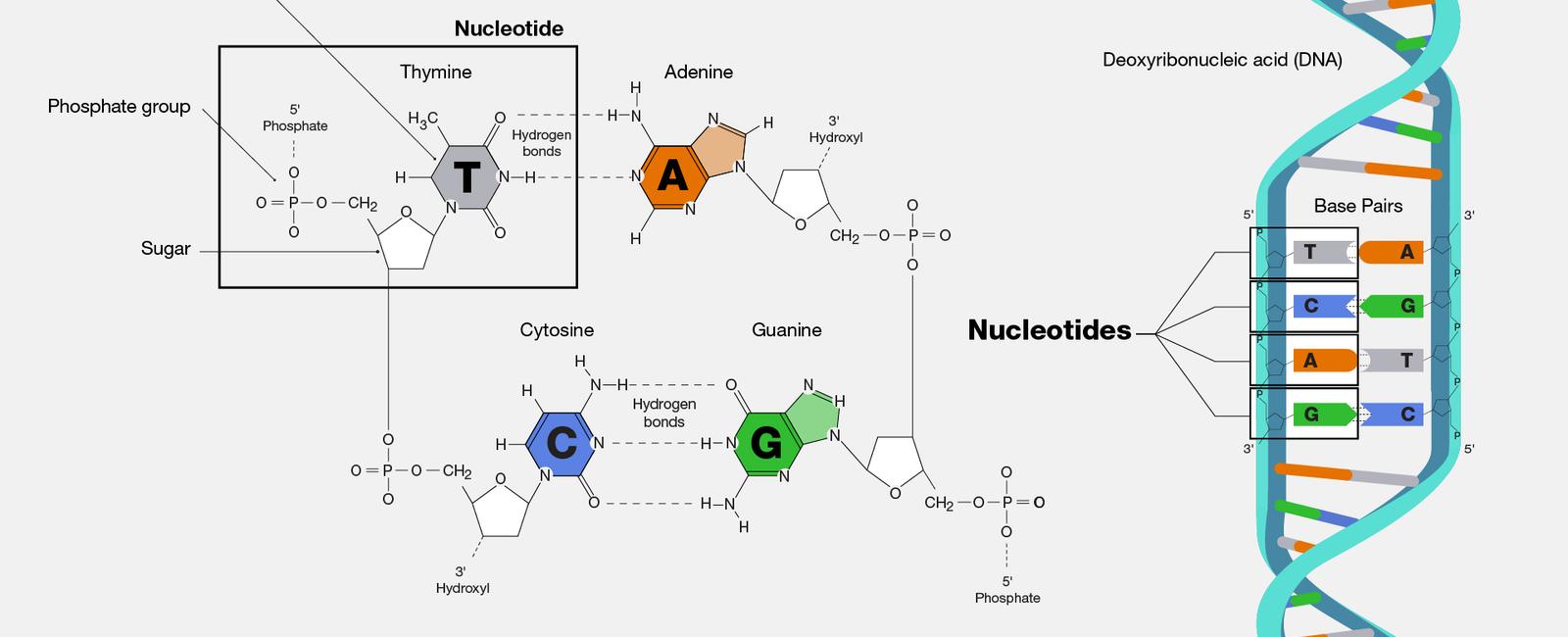 While dna has all the data that makes up every organism it only has 4 nucleotides building blocks adenine cytosine guanine and thymine