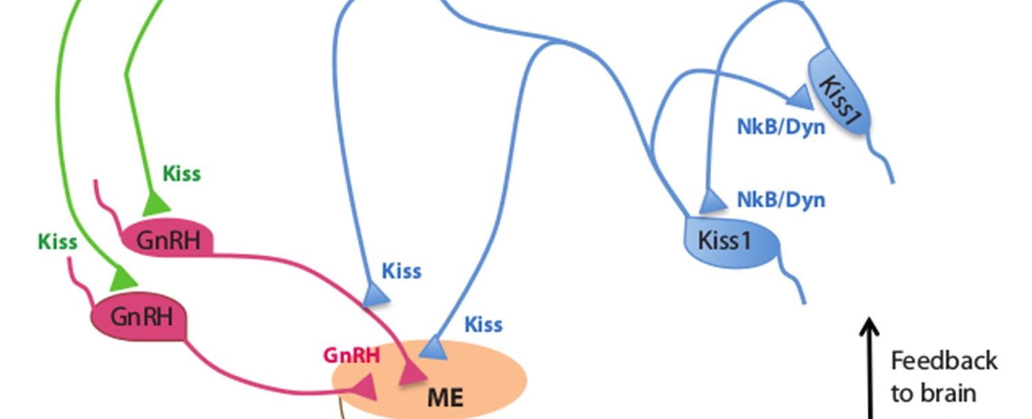 A kiss leads to a faster heartbeat and more oxygen flows to the brain