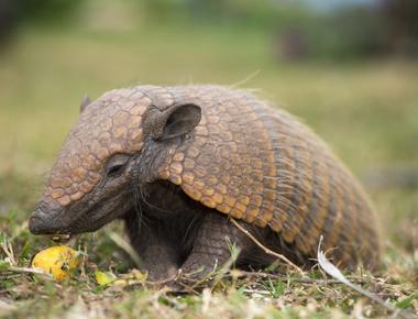 Armadillos are the only animal besides humans that can get leprosy