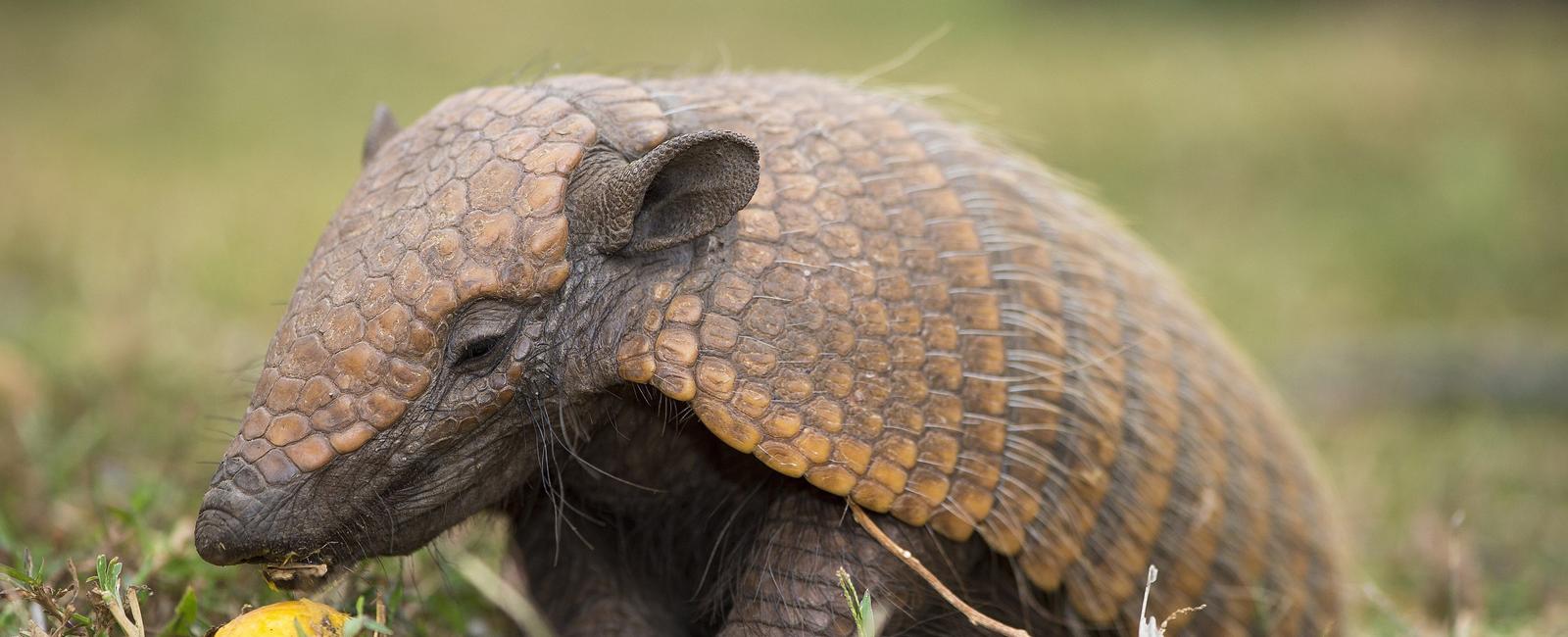 Armadillos are the only animal besides humans that can get leprosy