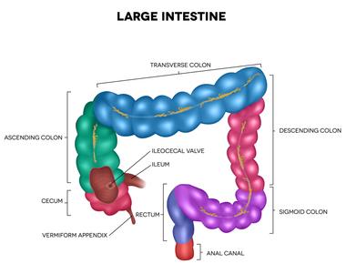 Gases that build up in your large intestine cause flatulence and it usually takes about 30 to 45 minutes for them to pass through your system