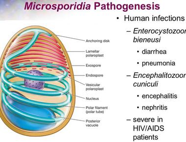 A team of british and kenyan scientists announce the discovery of microsporidia mb a parasitic microbe in the microsporidia fungi group that blocks mosquitos from carrying malaria potentially paving the way for the control of malaria