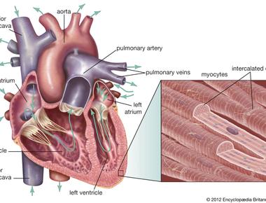 The cardiac muscle is what creates the wall of the heart and is what is responsible for a heart s contractions