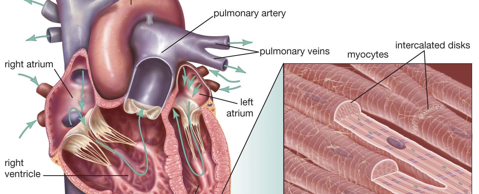 The cardiac muscle is what creates the wall of the heart and is what is responsible for a heart s contractions