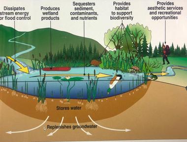 Trees improve our water quality by slowing down and purifying rainfall they also work as natural filters for our lakes rivers and streams