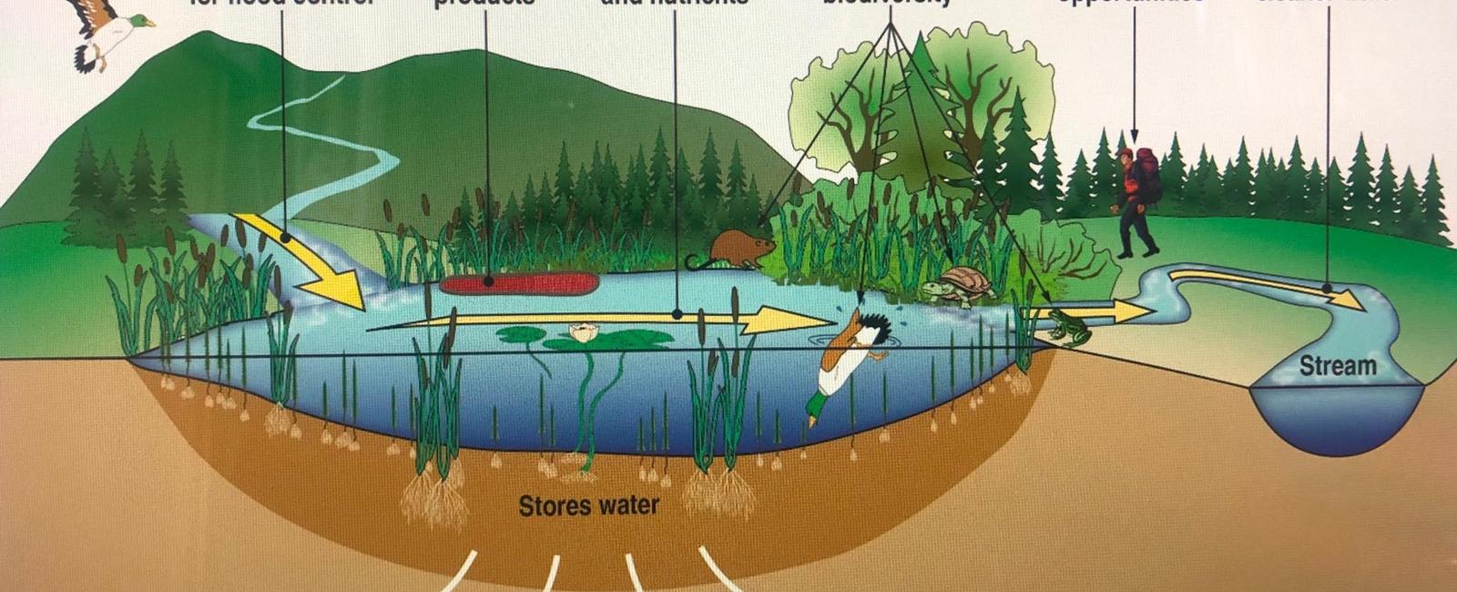 Trees improve our water quality by slowing down and purifying rainfall they also work as natural filters for our lakes rivers and streams