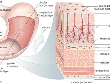 Your stomach has to produce a new layer of mucus every two weeks otherwise it will digest itself