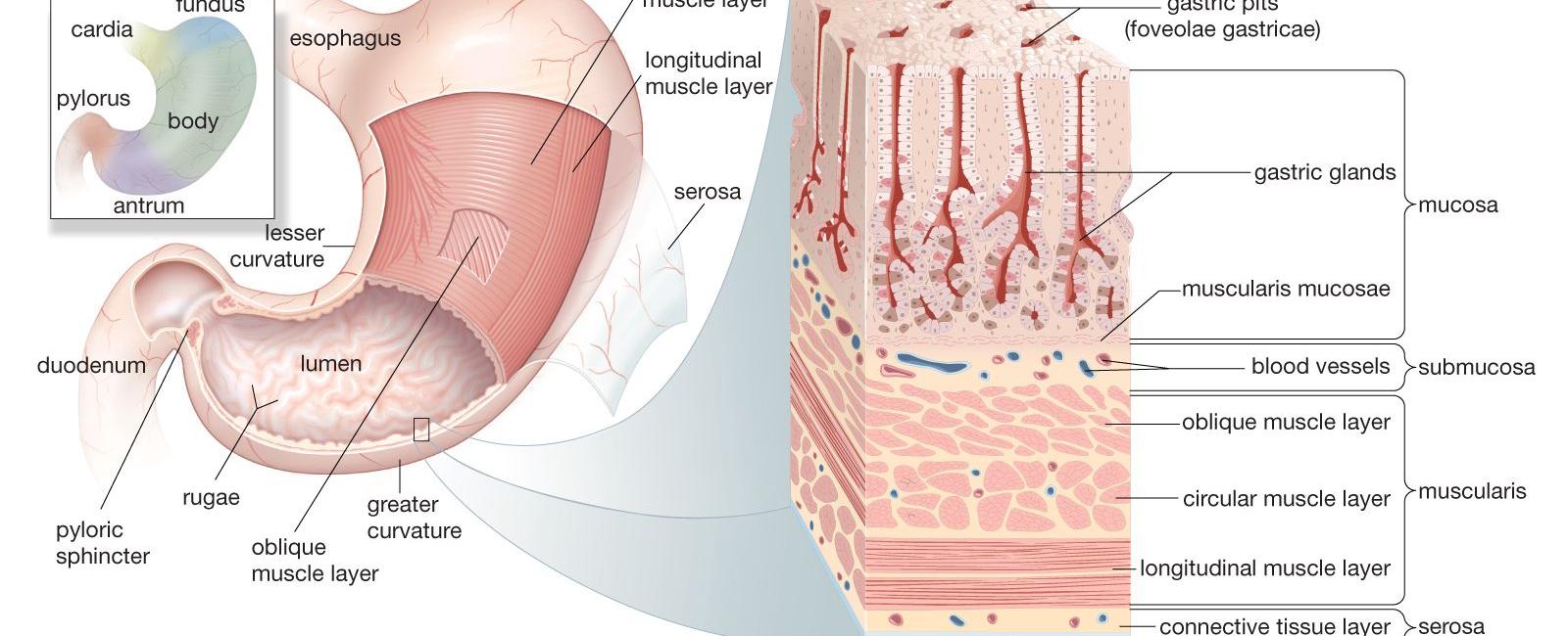 Your stomach has to produce a new layer of mucus every two weeks otherwise it will digest itself