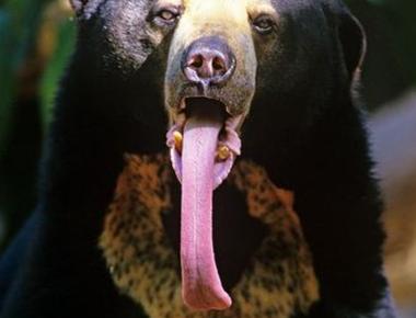 The sun bear has the longest tongue of all bear species 8 to 10 inches long