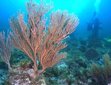 85 of plant life is found in the ocean