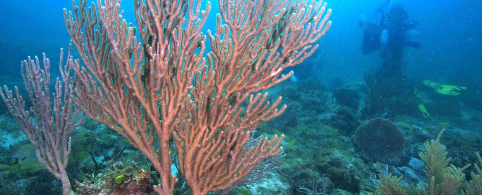 85 of plant life is found in the ocean