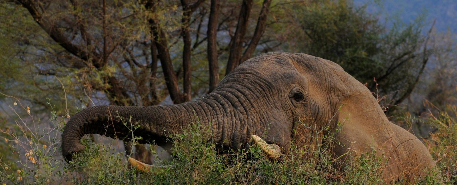 The largest land based mammals on earth are elephants