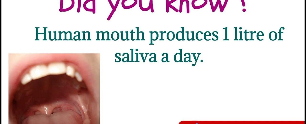 Your mouth produces about one liter of saliva each day