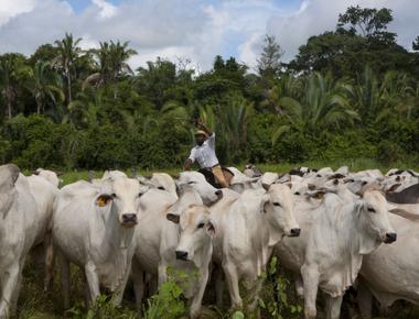 Beef production is the largest cause of the amazon s severe deforestation thanks to cattle ranching in brazil 70 of trees have been cut and made into cattle grazing pastures