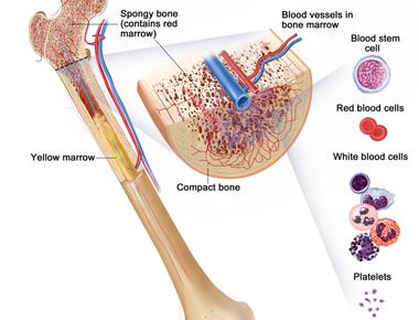 Red blood cells are created inside the marrow of your bones they serve the important role of carrying blood around your body