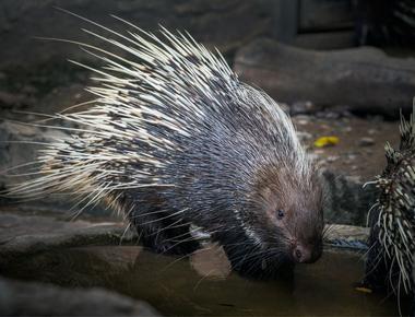 Porcupines float in the water