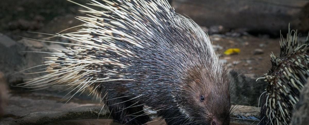 Porcupines float in the water