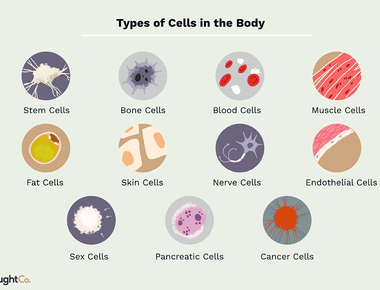 Your body consists of roughly a one to one ratio of bacterial to human cells