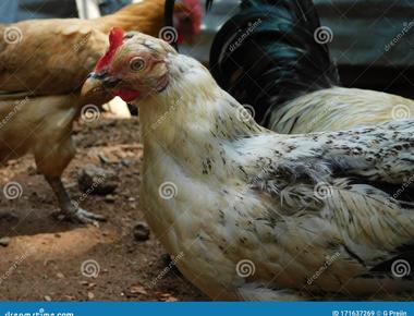 Some chickens are half male half female