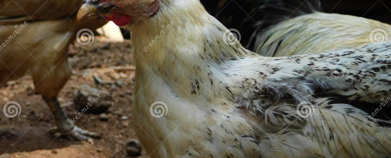 Some chickens are half male half female