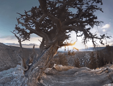 The world s oldest trees are more than 4 600 years old