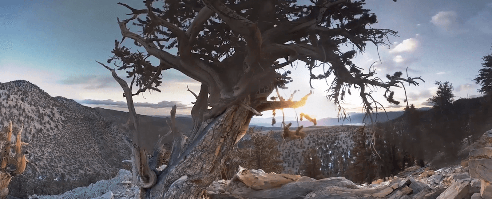The world s oldest trees are more than 4 600 years old