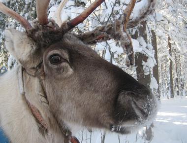 Reindeer eyeballs turn blue in winter to help them see at lower light levels