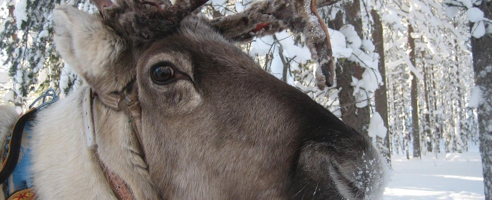 Reindeer eyeballs turn blue in winter to help them see at lower light levels
