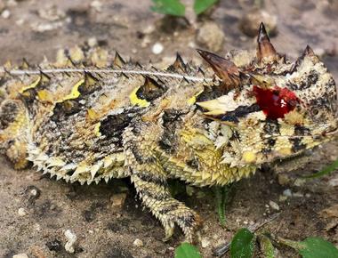 Horned toads can squirt blood out of their eyes