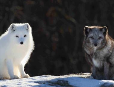 Both mother and father arctic fox stay together to raise their babies