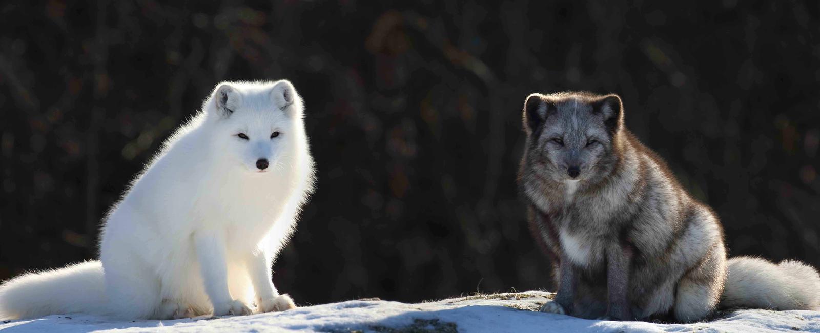 Both mother and father arctic fox stay together to raise their babies