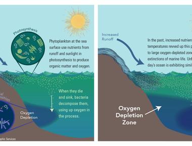 The ocean produces up to 85 percent of the earth s oxygen