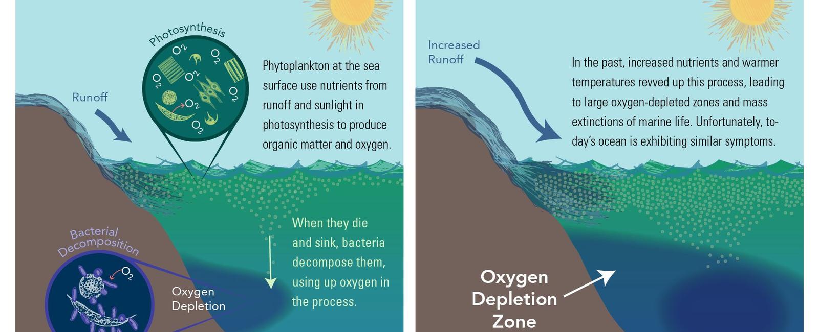 The ocean produces up to 85 percent of the earth s oxygen