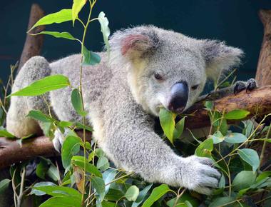 Koalas never drink water they get fluids from the eucalyptus leaves they eat