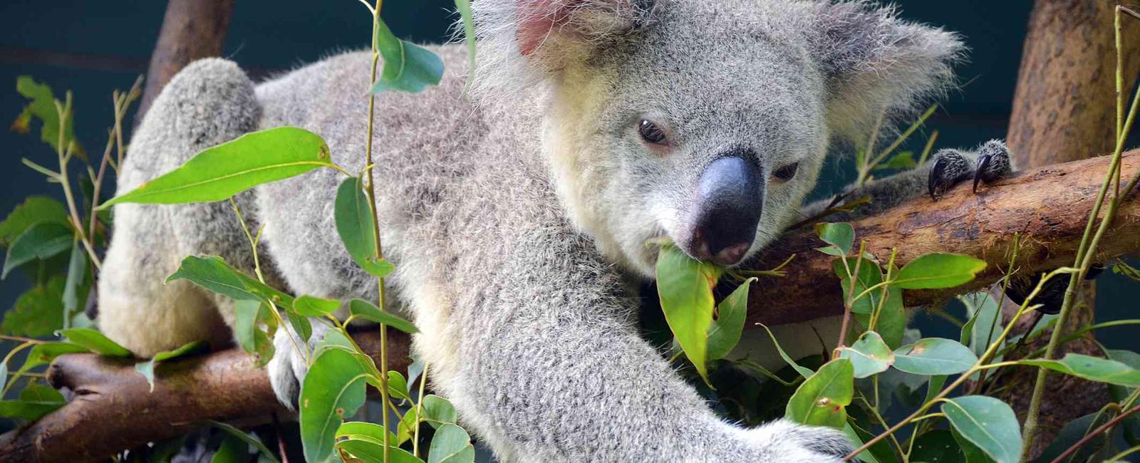 Koalas never drink water they get fluids from the eucalyptus leaves they eat