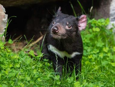 Tasmanian devils make lifelong friendships that begin when they re babies researchers have found that once baby devils leave home they socialize with other young devils who they prefer to stick with for life