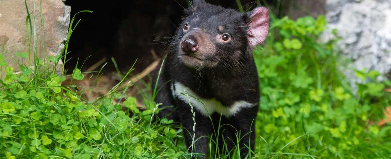 Tasmanian devils make lifelong friendships that begin when they re babies researchers have found that once baby devils leave home they socialize with other young devils who they prefer to stick with for life