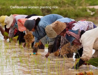 Rice is the staple food for more than half of the world s population