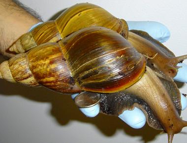 A nigerian woman was caught entering the uk with 104 kg of snails in her baggage