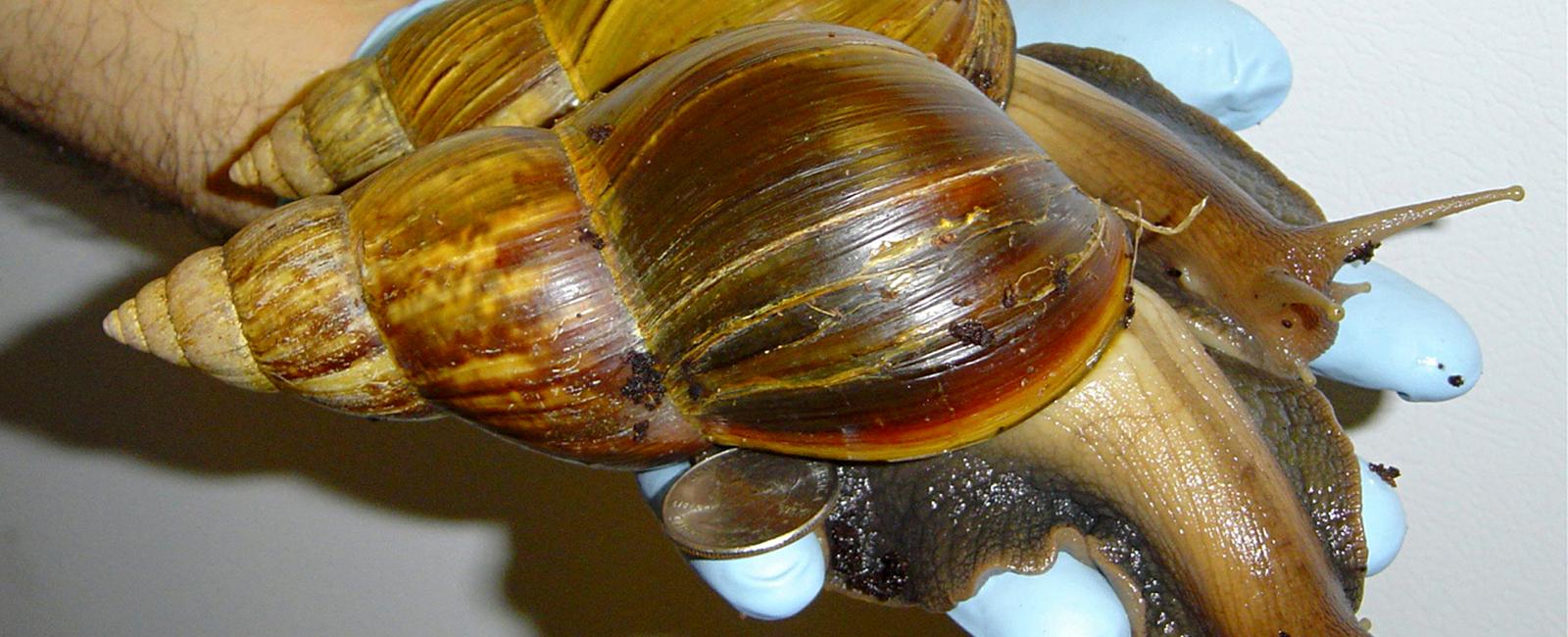 A nigerian woman was caught entering the uk with 104 kg of snails in her baggage